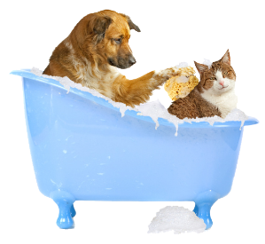 a cat and a dog having a bath